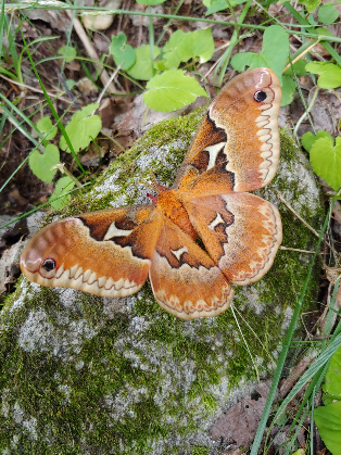Mothing at the NC Arboretum