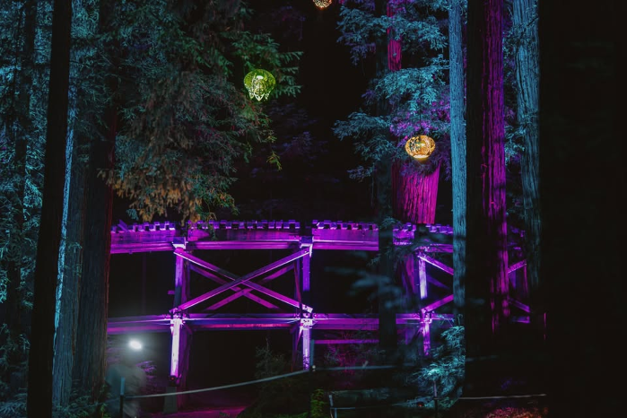 Sequoias At Night