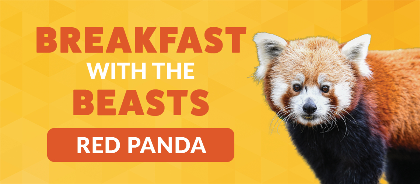 Breakfast with the Beasts: Red Panda