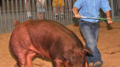 Marion County Fair