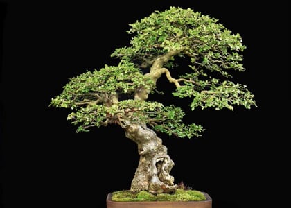 THE BONSAI EXHIBIT AT LYNDEN