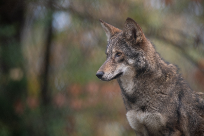 Hard of Hearing Night: Wild Wonders