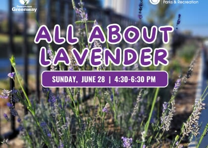 All About Lavender