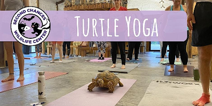 Turtle Yoga-August