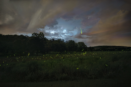 Firefly Friday