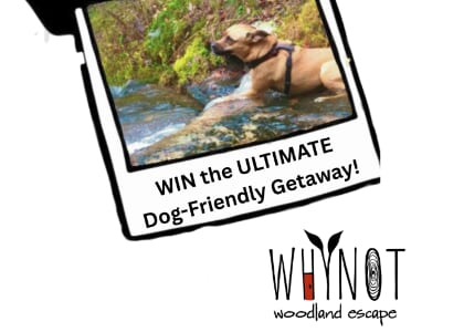 Why Not's 2026 Adventure Dog Contest