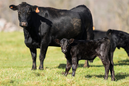 Cattle Reproductive Management & Tools