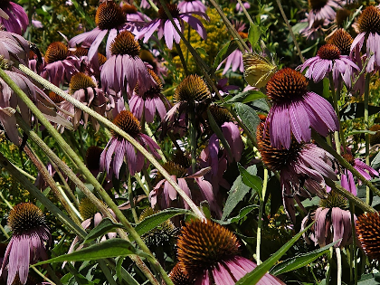 Fall Wildflowers of the NC Arboretum