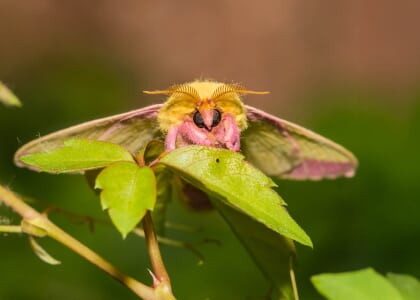 Moth Identification Workshop