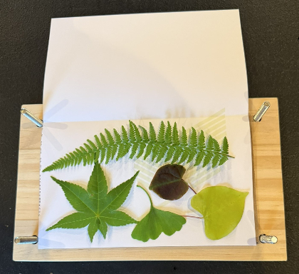 Summer Flower Preservation