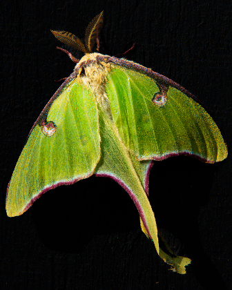 Moth Night