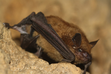 Bats at Bernheim