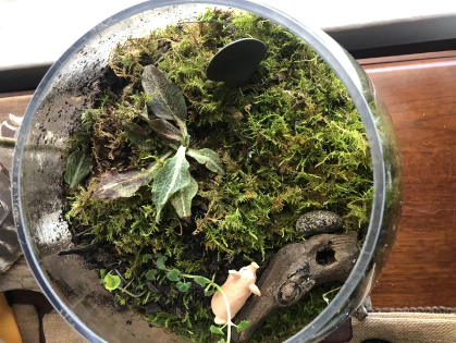 Roots and Readers: Mini Terrariums and Mental Health
