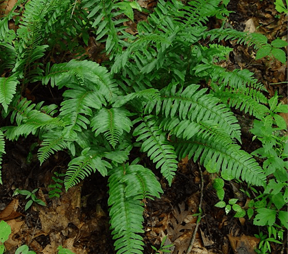 Think Green Thursday: Ferns