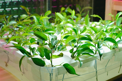 Advanced Indoor Growing and Hydroponics in Carrboro
