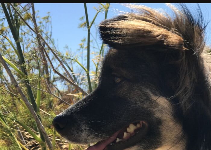 Local Speaker Series: Fur Real, Animal Communication Is Possible!