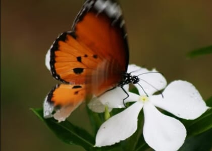 Pollinators in Action: Flutter and Buzz Into Community Science