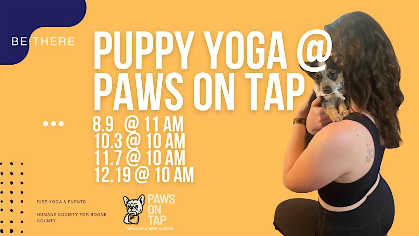 Puppy Yoga at Paws on Tap - Downward Dog & Adoptable Puppies