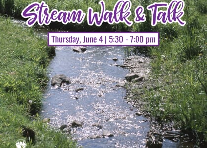Stream Walk & Talk
