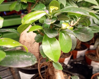 Austin Bonsai Society July Meeting