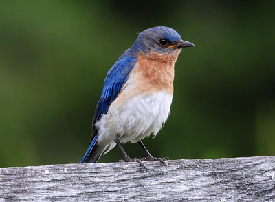 Bird Buffet