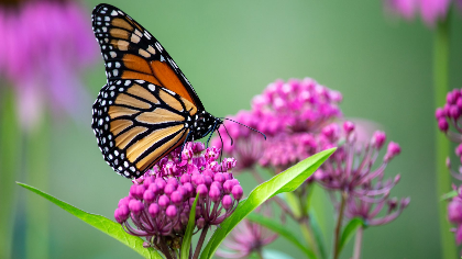 Lunch & Learn: Monarch Monitoring Community Science Project at the NC Arboretum