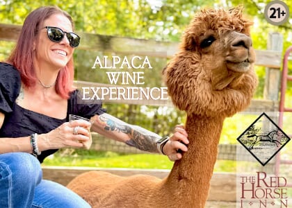 Alpaca Wine and Babydoll Sheep Experience at The Red Horse Inn