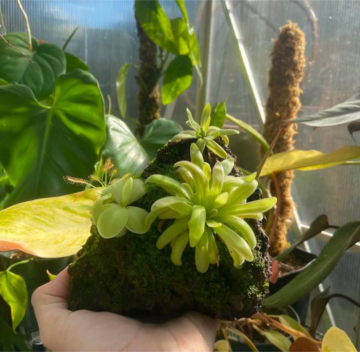 Flyer or photo for Create a Carnivorous Indoor Rock Garden Workshop