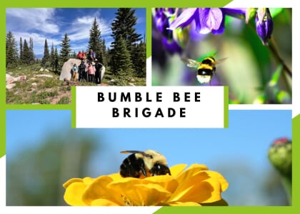 Yampatika's Bumble Bee Brigade