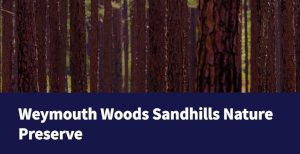 Weymouth Woods: Father's Day Hike (All Ages)
