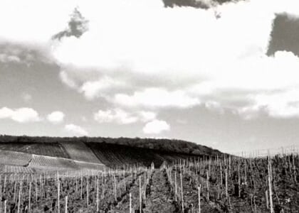 Sunday Supper: A Night in Provence - Sunday, May 31