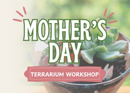 Mother's Day Terrarium Workshop