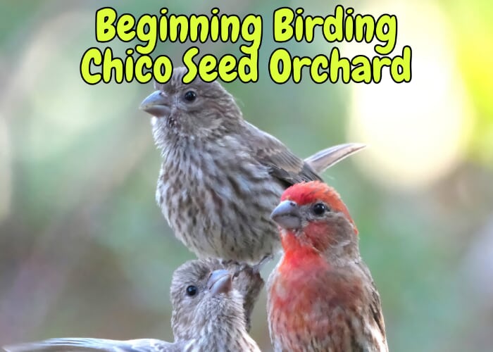 Beginning Birding - Mendocino Genetic Resource Center - Chico Seed Orchard