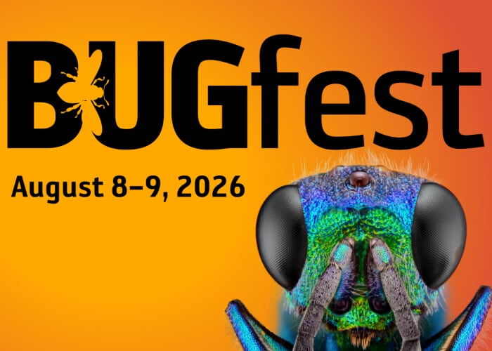 BugFest