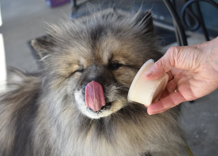 Barkberry Happy Tails Doggie Ice Cream Release Party | AVL GO | AVL GO