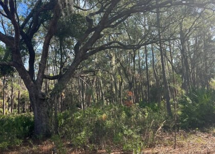 Hike at Alafia River Corridor Nature Preserve - Morning Hikes