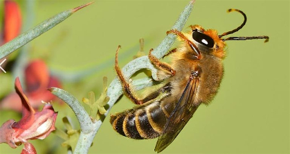 Great Southeastern Pollinator Census