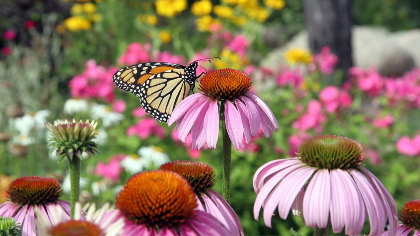 Summer Wildflowers of the NC Arboretum