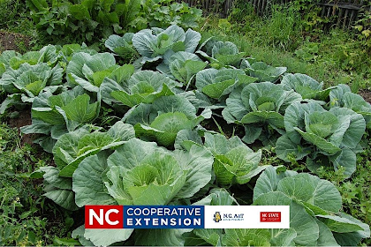 Leaf it to Us: Growing Delicious Collards and Other Greens