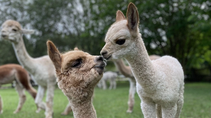 Sunset Alpaca Yoga at Farm and Fleece Alpaca Ranch