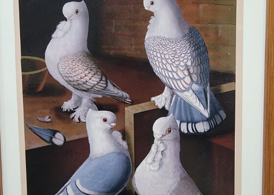 Fancy Pigeons Show - Premier / Utah Pigeon Club
