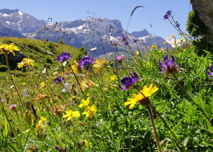 Swiss Alps in Bloom: Travel with JCRA