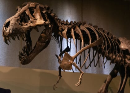 Prehistorically Speaking Hunting Dinosaurs with the Science Museum