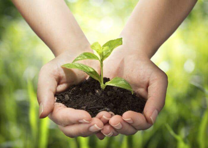 The Healing Power of Nature: Take Home Potted Plants