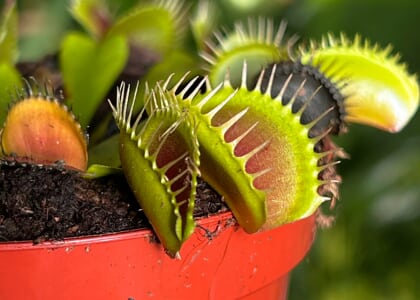Wonderfully Weird Wednesdays: Vampire Plants