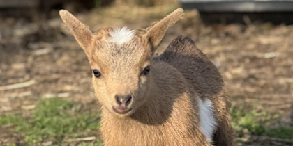 Goat Yoga Nashville- Jubilant
