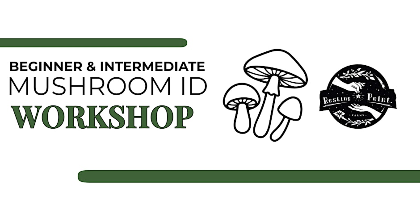 Beginner & Intermediate Mushroom Identification