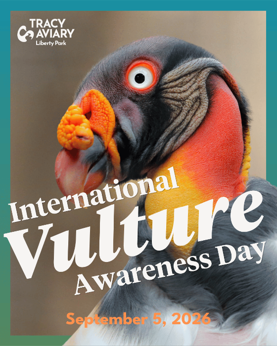 IVAD - International Vulture Awareness Day