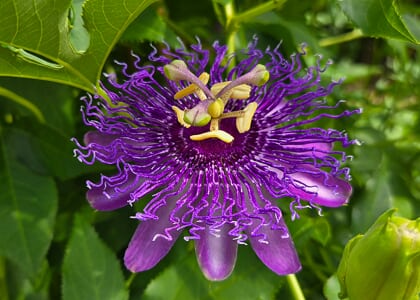 The Midweek Program: "Horticulture Hour: Live Q&A with the JCRA Team"
