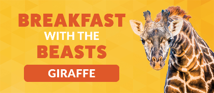 Breakfast with the Beasts: Giraffe